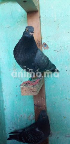 Animo - سيفيانوس الحر 