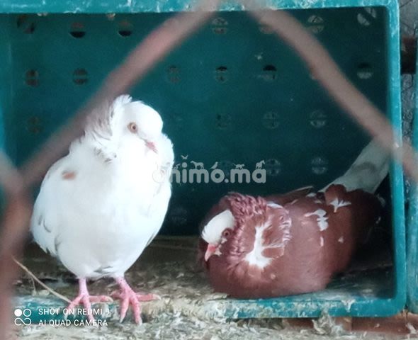 Animo - جويجة الرولو وجويجة الكالتشيو للبيع