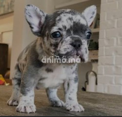 Animo - Buldog français black merle