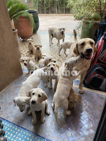 Animo - Chiots labrador pur race 