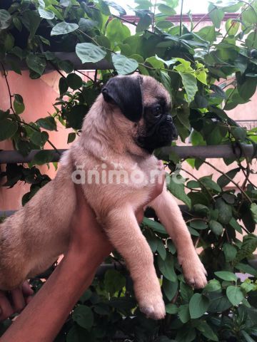 Animo -  carlin Vacciné et vermifugé