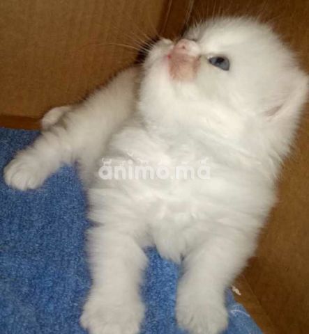 Animo - Chaton persau race pure blanc 