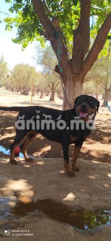 Animo - Chien rottweiler 