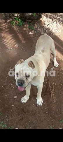 Animo - Male cane corso a vendre