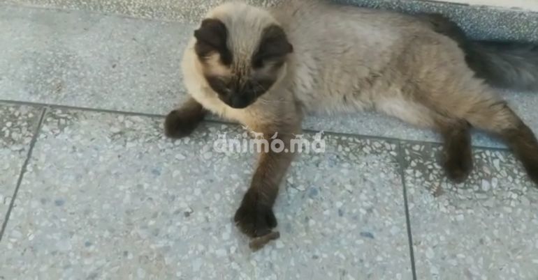 Animo - Je cherche une chat siamois femelle J'ais Déja Un Mal (Fes)