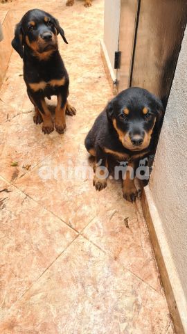 Animo - Vente 1 chiot Rottweiler 