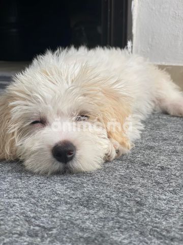 Animo - Un bichon maltais