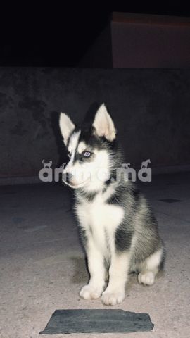 Animo - Husky femelle