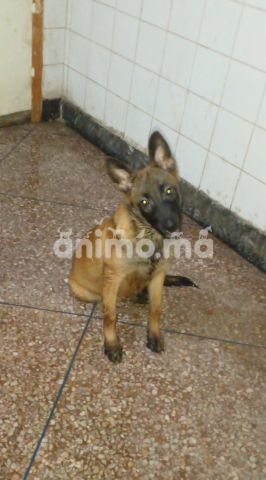 Animo - Femelle malinoi 