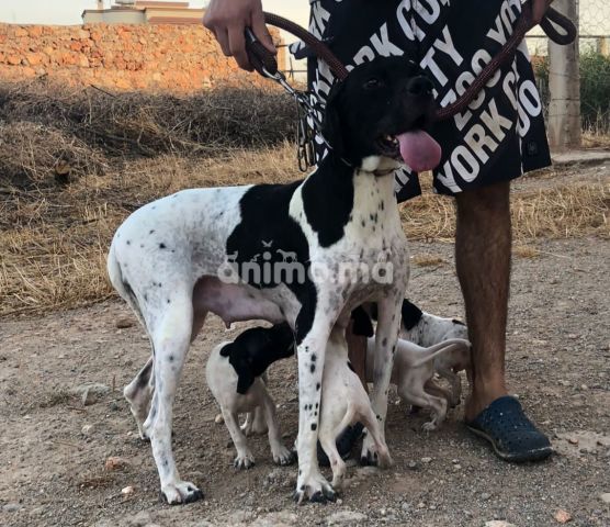 Animo - Chiots de chasse