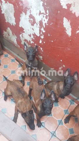 Animo - Chiots malinois pur races