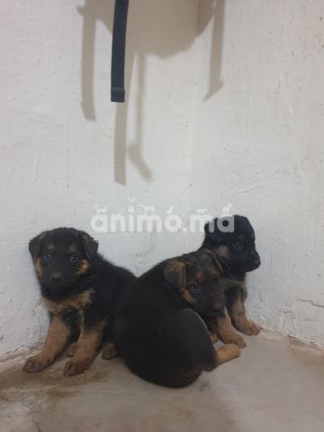 Animo - Chiots berger allemand 