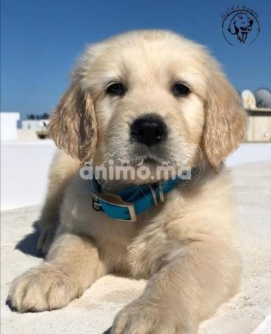 Animo - Golden retriever 