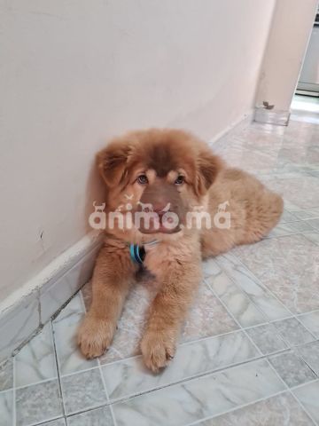 Animo - Chien Chow Chow à vendre 