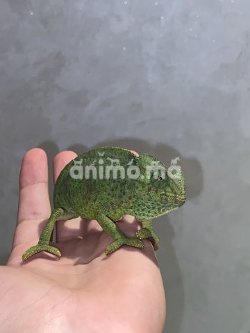 Animo - Caméléon femelle avec terrarium 