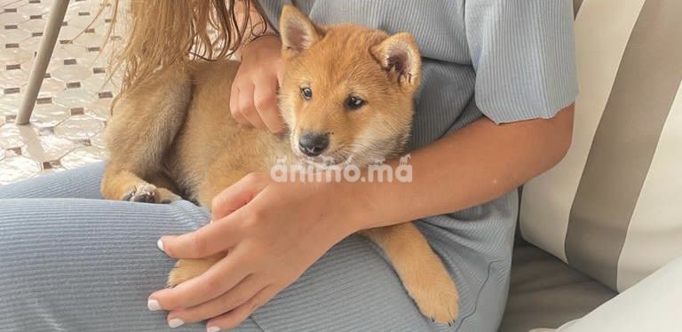 Animo - 2 beaux shiba Inu à vendre