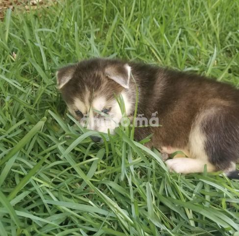 Animo - Chiots chowski