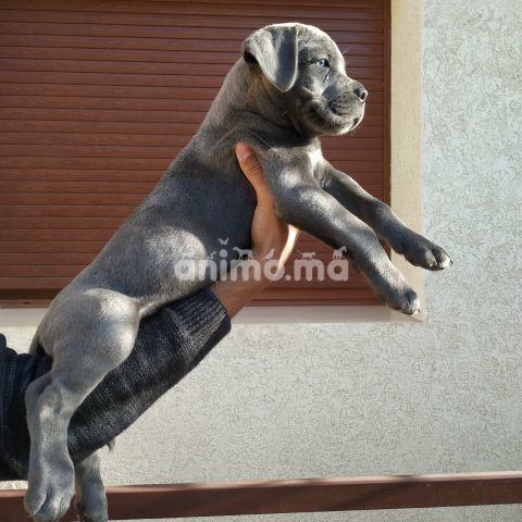 Animo - Chiot cane corso 