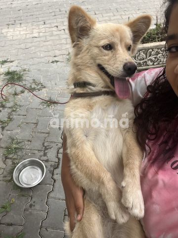 Animo - Adoption de klein splitz