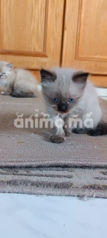 Animo - Chat à vendre Casablanca