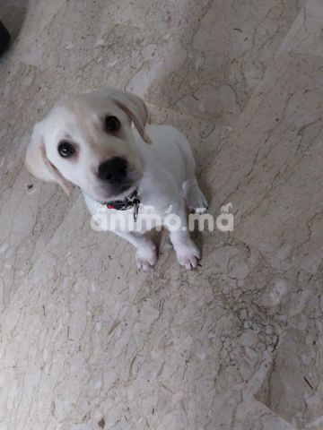 Animo - Labrador retriver pure race