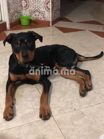 Animo - Femelle Rottweiler 6mois a vendre