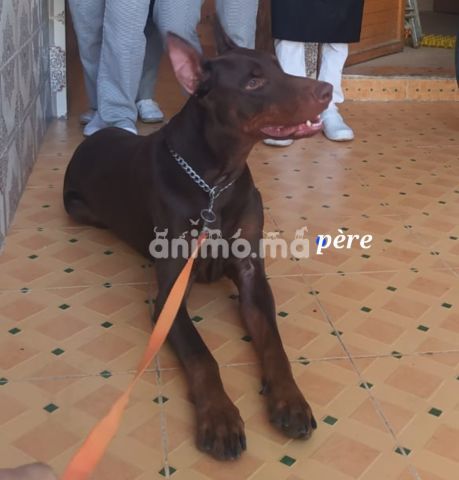 Animo - Doberman 