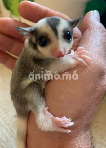 Animo - sugar glider