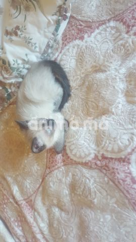 Animo - mâle siamois race pure