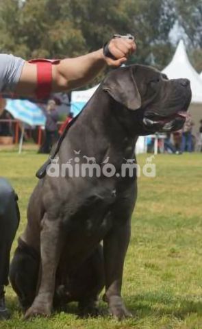 Animo - CHIOTS CANE CORSO DESCENDANTS DU CHAMPION DU MONDE