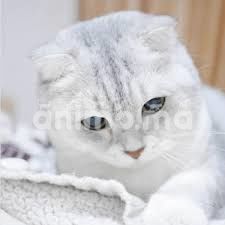 Animo - Scottish fold