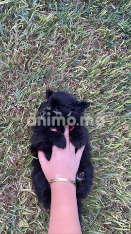 Animo - Spitz nain pure race 