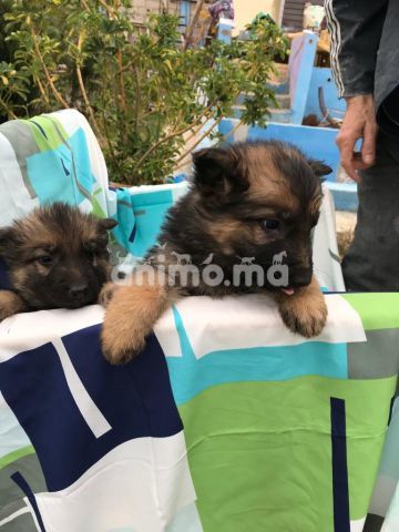 Animo - Chiots berger Allemand 