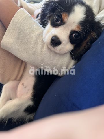 Animo - Magnifique femelle cavalier king charles