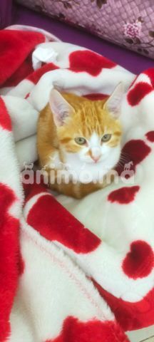 Animo - Beau chaton pour adoption