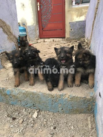 Animo - Chiot berger Allemand