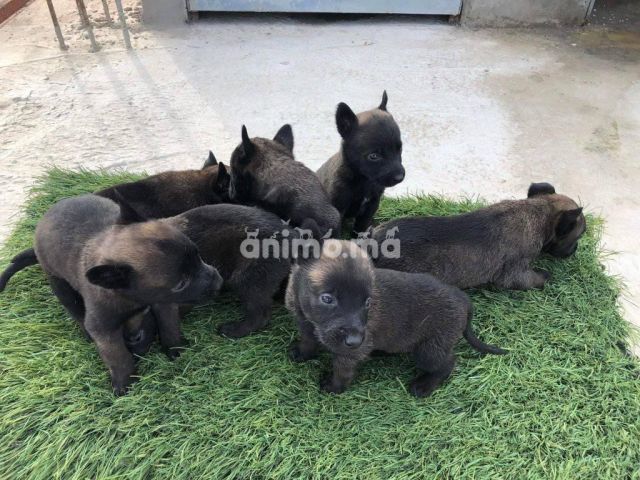 Animo - Chiots malinois charbonne pure race 