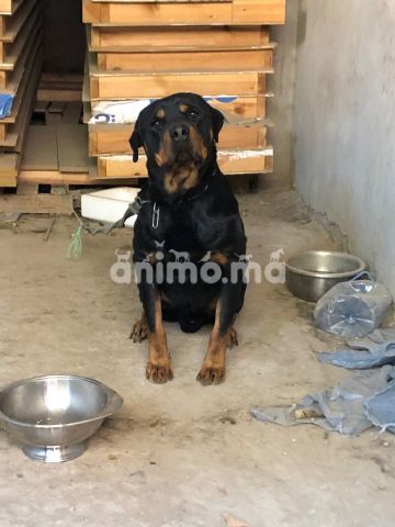 Animo - Rottweiler male a vendre