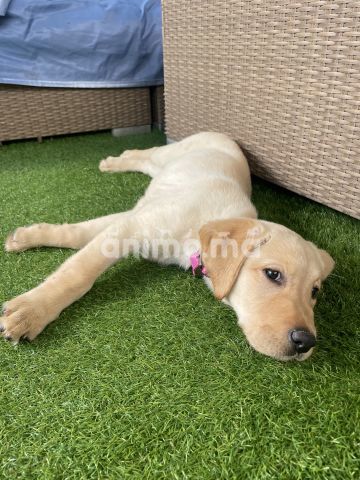 Animo - Adoption labrador 3 mois 