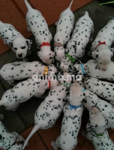 Animo - Chiots dalmatiens mâles et femelles 