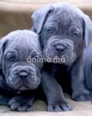 Animo - Chiots Cane Corso pedigrees lignée de champions