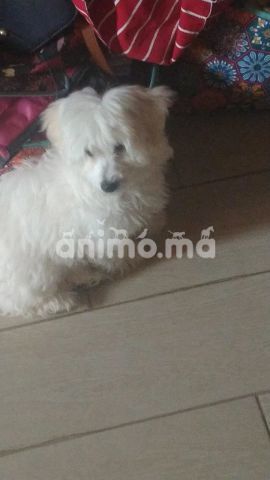 Animo - Chiot pure race bichon maltais