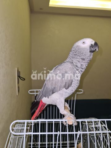 Animo - Gris gaboni perroquet