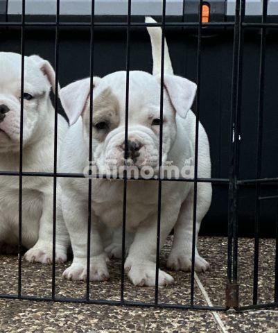 Animo - American Bully Pocket