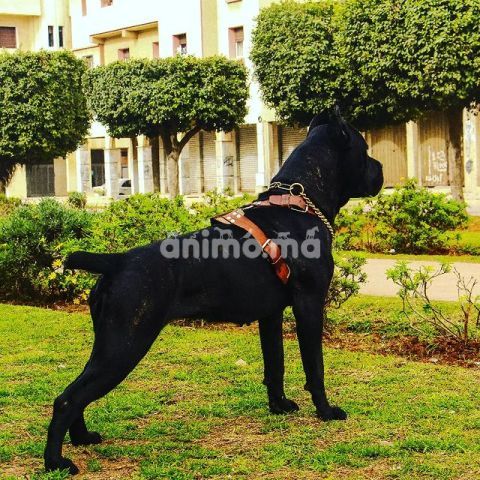 Animo - Très belle femelle Cane corso