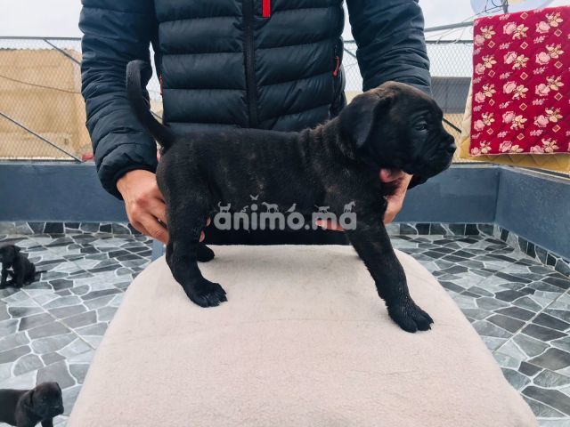 Animo - magnifiques chiots de Cane Corso noir