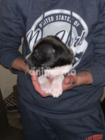 Animo - American staff