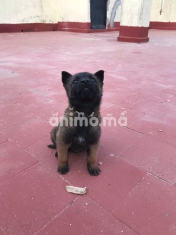 Animo - chiot malinoi 