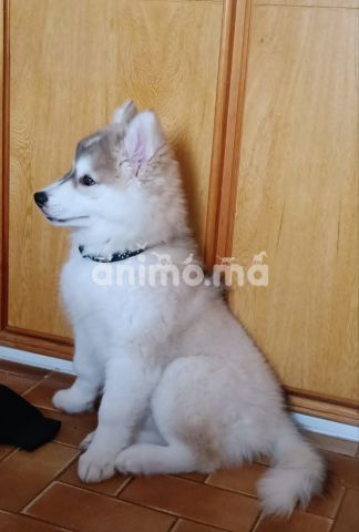 Animo - Husky a vendre (pure femelle).