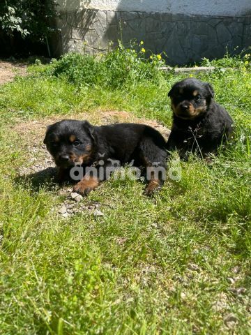 Animo - Rotteweiler